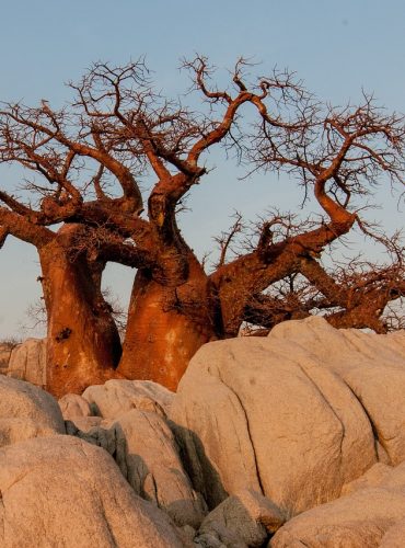botswana, baobab, baobab tree-694486.jpg