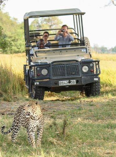 leopard, africa, botswana-2923942.jpg