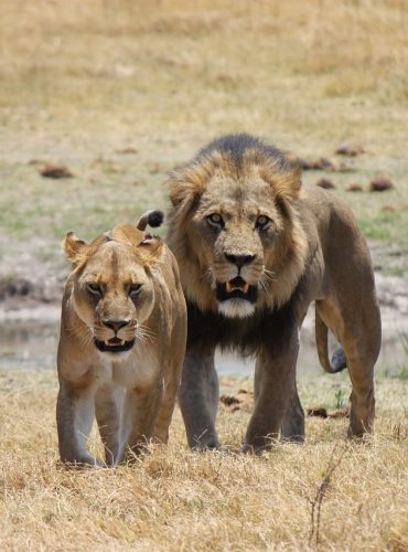 lion, lioness, predator-1225338.jpg