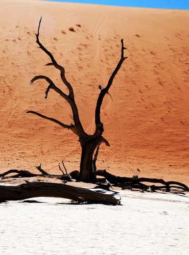 tree, desert, namibia-64309.jpg