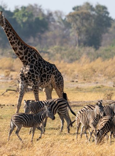 zebra, giraffe, safari-5729487.jpg
